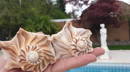 Mittlere Busycon Contrarium / Dhakshawanthi / Blitzschnecke