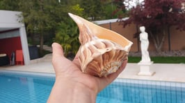 Grosse Busycon Contrarium / Dhakshawanthi / Blitzschnecke