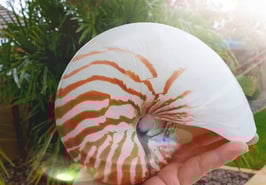 Nautilus getigert ca. 12-13cm