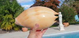 Muschel Melo Umbilicatus XXL  ca. 26 - 28cm