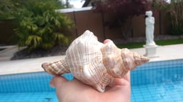 Trapez - Bandschnecke / Pferdeschnecke / Pleuroploca Trapezium ca. 16cm