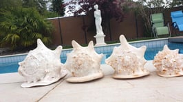 Cassis Cornuta  Muschel / Cassidae  / Auch als Blasmuschel erhältlich / Grosse Sturmschnecke S - XL