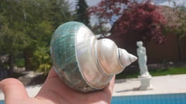 Muschel Turbo sparverius/  teil - poliert - halb Perlmutt - halb türkis / gerippte Turbanschnecke