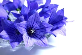 マインドフルネス応用講座