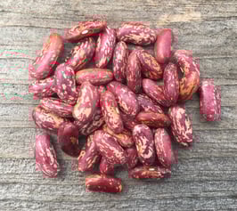 King of the Early - our own