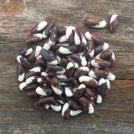Appaloosa Beans