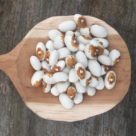 Yellow Eye - Nova Scotia Grown