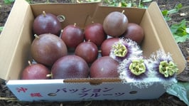 家庭用パッションフルーツ1kg箱満杯詰め