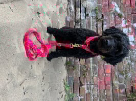 FABRIC COLLECTION *LOLLAND*     für Pfoten ab 8KILO!