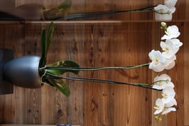 Grande Orchidée Phalenopsis