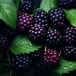 Brombeersamenöl - kalt gepresst