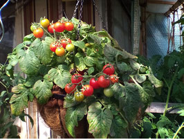 Buschtomate der Kleine "Mohammed"