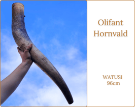 Hornvald - Olifant Watusi de 96 cm