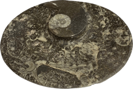 Dekoschale Orthoceras Edelsteinschale versteinerte Tintenfischarme 15x11,5x2 cm