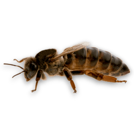 Belegstellenkönigin Carnica