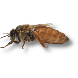 Wirtschaftskönigin Buckfast F1