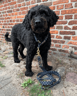 FABRIC COLLECTION *ANTON*        Für Pfoten ab 8 Kilo