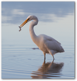 'Cockabully Entrée '