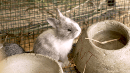 Spenden Sie ein Kaninchen