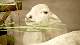 Spenden Sie ein Schaf