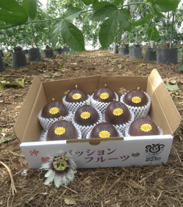 贈答用パッションフルーツ 1kg