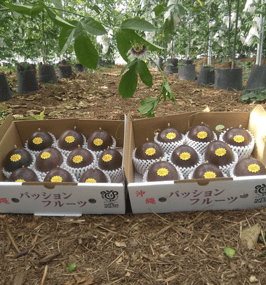 贈答用パッションフルーツ２kg