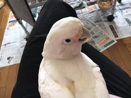 ワーグナーのアリア集がお気に入り♪