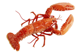 Image animaux detourée transparent sur fond blanc homard png