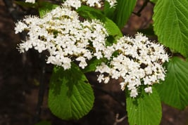 white flower tree Japan