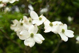 white flower tree Japan