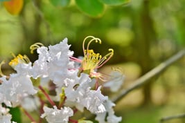 white flower tree Japan