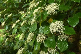 white flower tree Japan