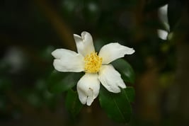 white flower tree Japan