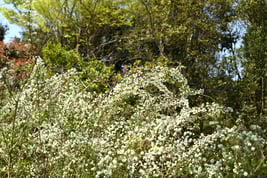 white flower tree Japan