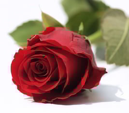 Foto©Martin Peitz-Fotolia.com