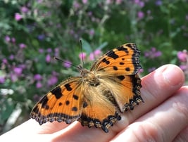 Großer Fuchs (M. Kempermann)