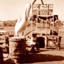 ein mächtiger Pelikan gehörte zu diesem Fischerstand