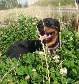fytotherapeut hond, kruidendeskundige hond, kruidensupplementen voor honden