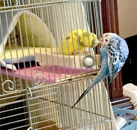 先住鳥のピナとの映画みたいなキス！