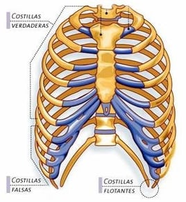 anatomía costillas