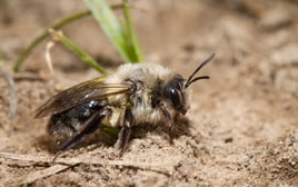 Auen-Sandbiene - Foto: M. Bosch