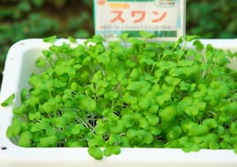 小かぶ　種まき10日目（間引き）