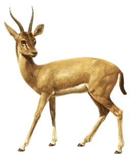 Image animaux detourée transparent sur fond blanc springbok png