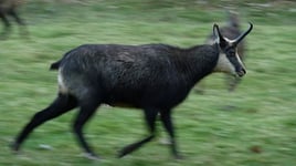 Gams, Gämse oder Gemse