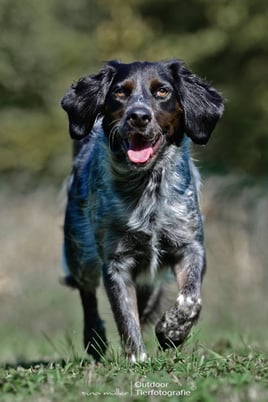 Outdoor Tierfotografie Tina Müller