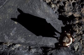 Foto: (NABU/C. Stein)