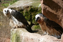 Bartgeierpaar im Tiergarten Nürnberg