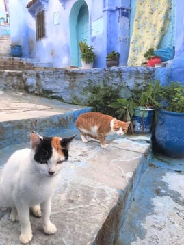 シャウエンの猫さん