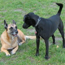 Zwei Hunde stehen beieinander.