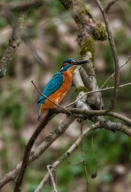 Foto: Christian Klar